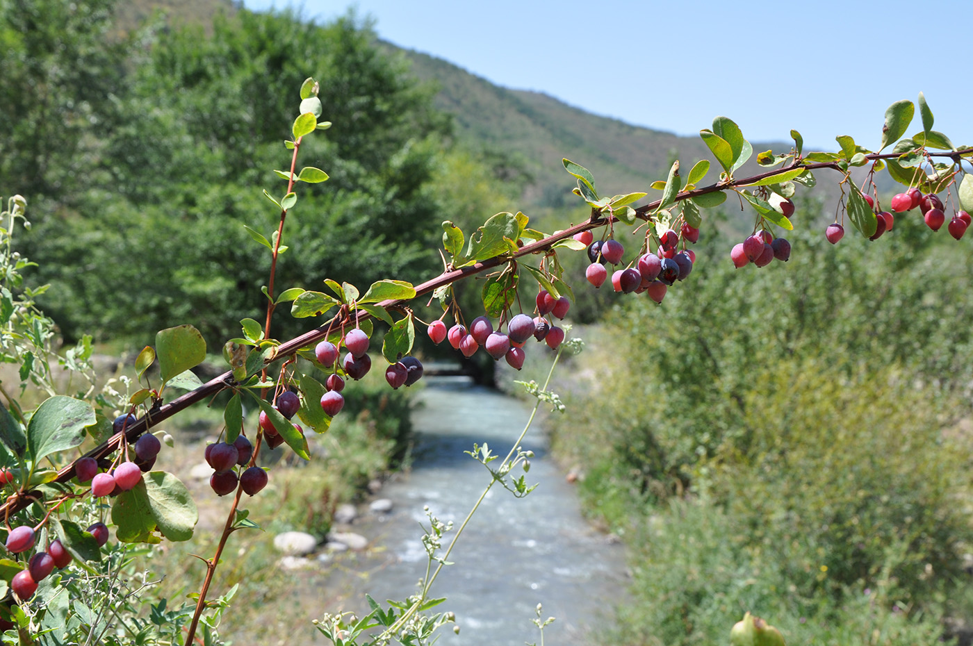 Image of Berberis sphaerocarpa specimen.