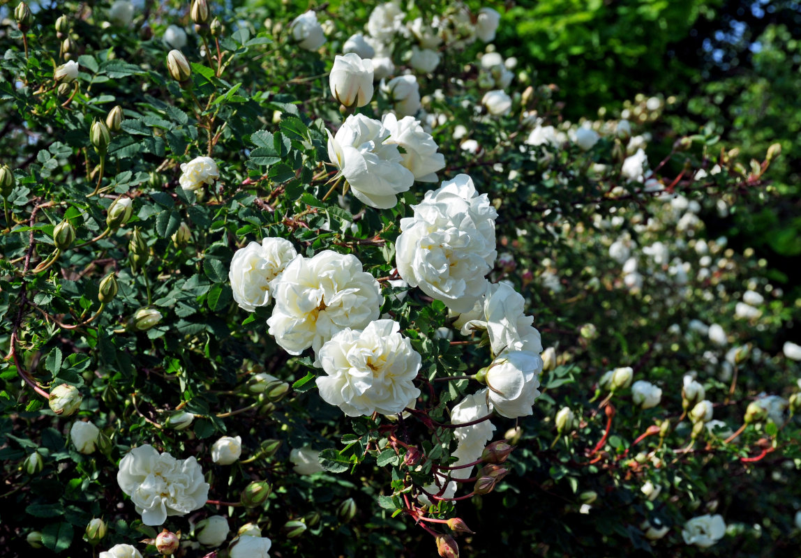 Image of Rosa spinosissima specimen.