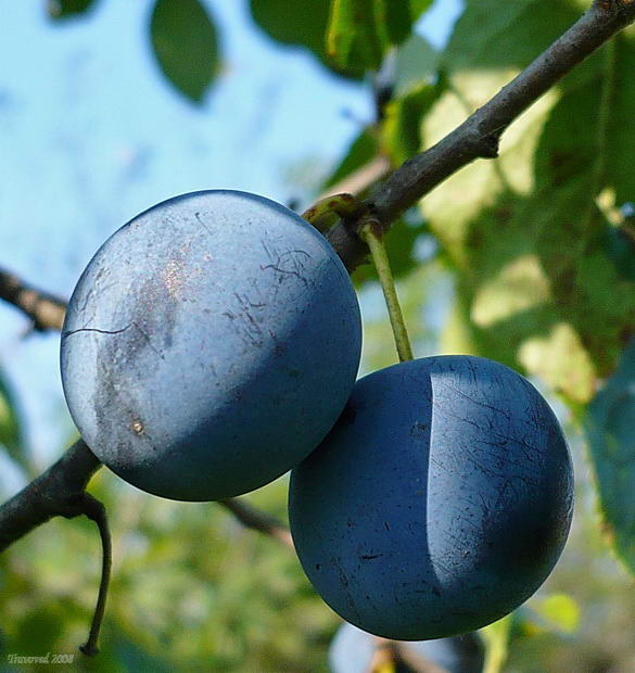 Изображение особи Prunus spinosa.