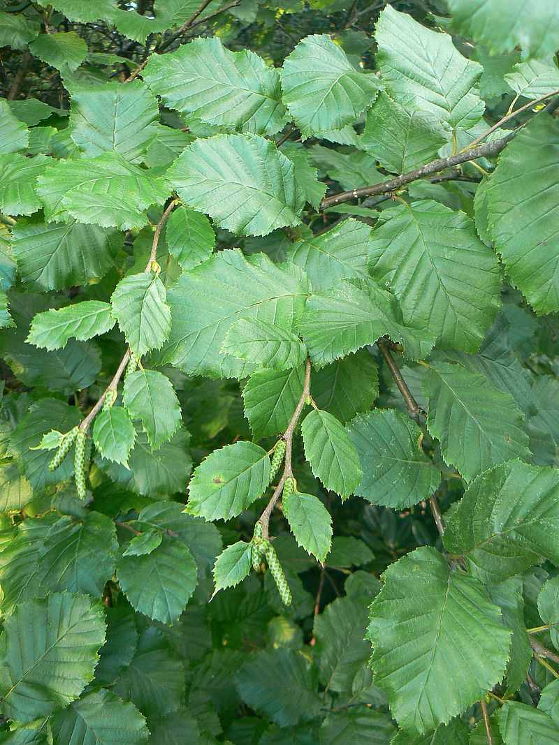 Image of Betula medwediewii specimen.