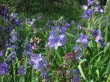 Polemonium acutiflorum