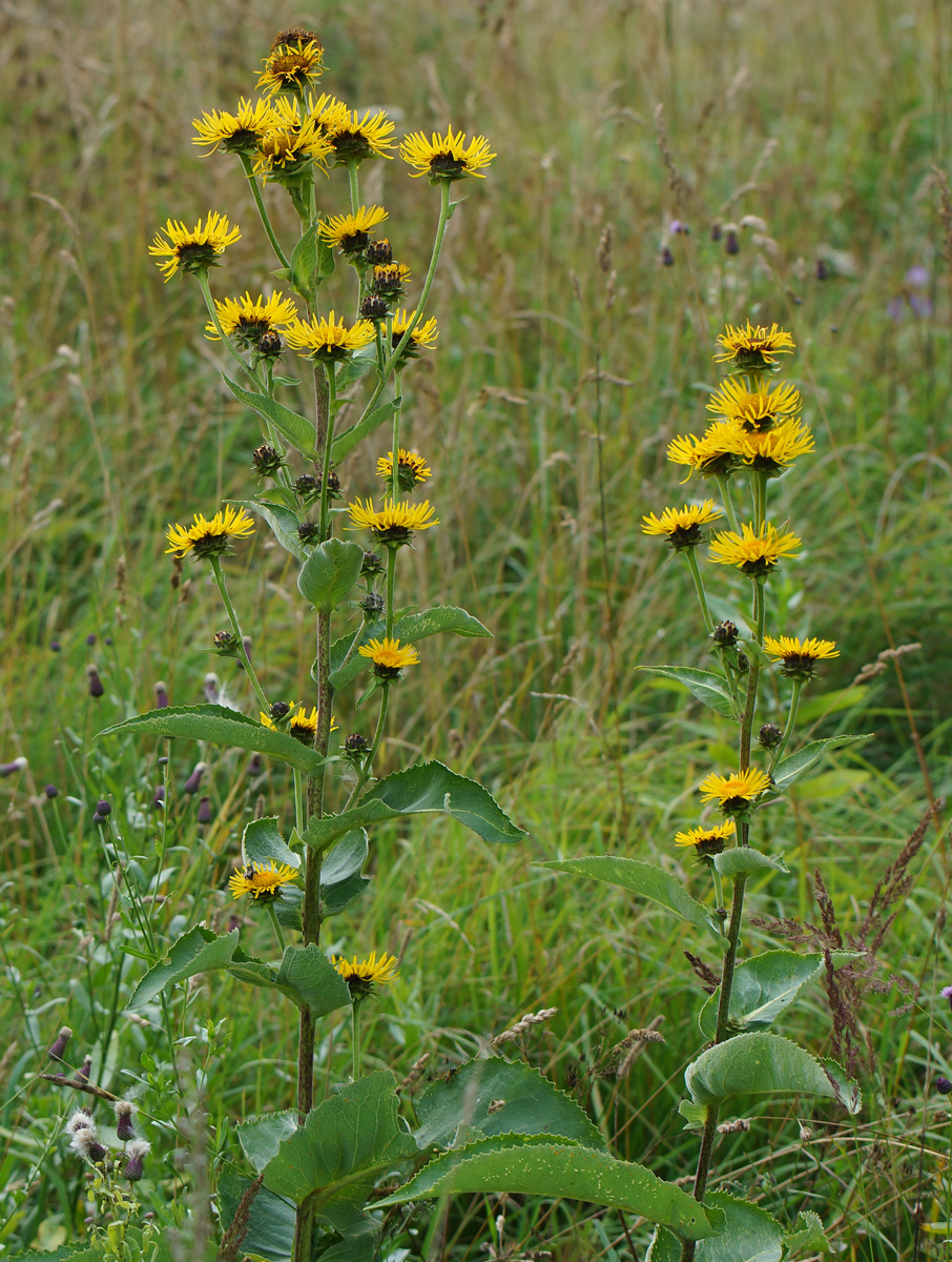 Изображение особи Inula helenium.