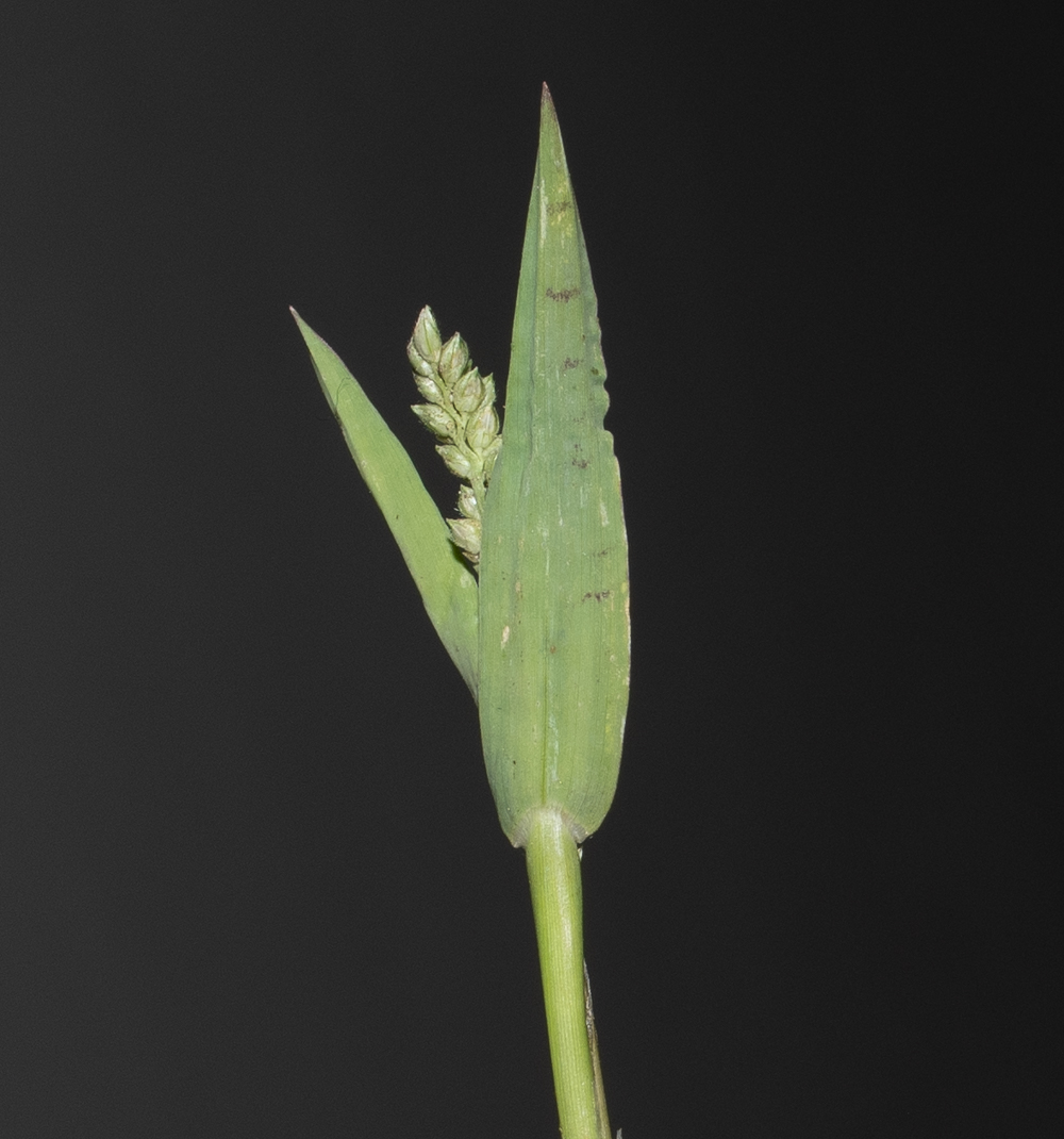 Image of Echinochloa colonum specimen.