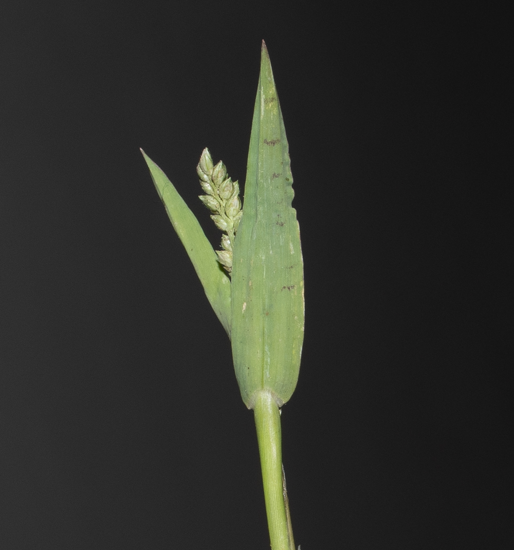 Изображение особи Echinochloa colonum.