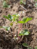 Fragaria vesca. Цветущее растение. Ленинградская обл., Ломоносовский р-н, окр. дер. Низино, обрывистый берег ручья. 17.05.2020.