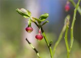 Vaccinium myrtillus. Верхушка веточки с цветками. Ленинградская обл., Кингисеппский р-н, Кургальский п-ов, берег оз. Белое, сосновый лес. 23.05.2020.