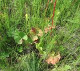 Rumex aquaticus