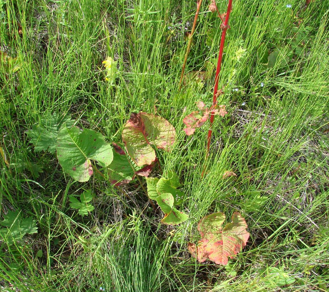 Image of Rumex aquaticus specimen.