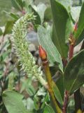 Salix pantosericea. Верхушка побега с соплодием и отмершей почкой. Кабардино-Балкария, Эльбрусский р-н, долина р. Ирикчат, ок. 2650 м н.у.м., близ р. Ирикчат. 07.07.2020.