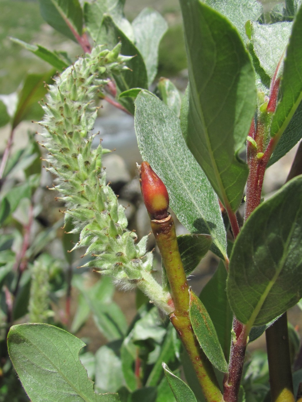 Image of Salix pantosericea specimen.