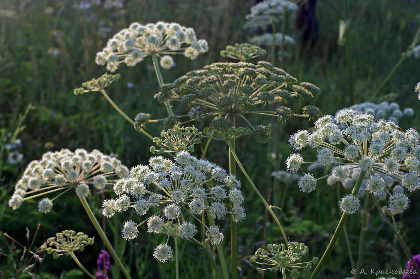 Изображение особи Angelica sylvestris.