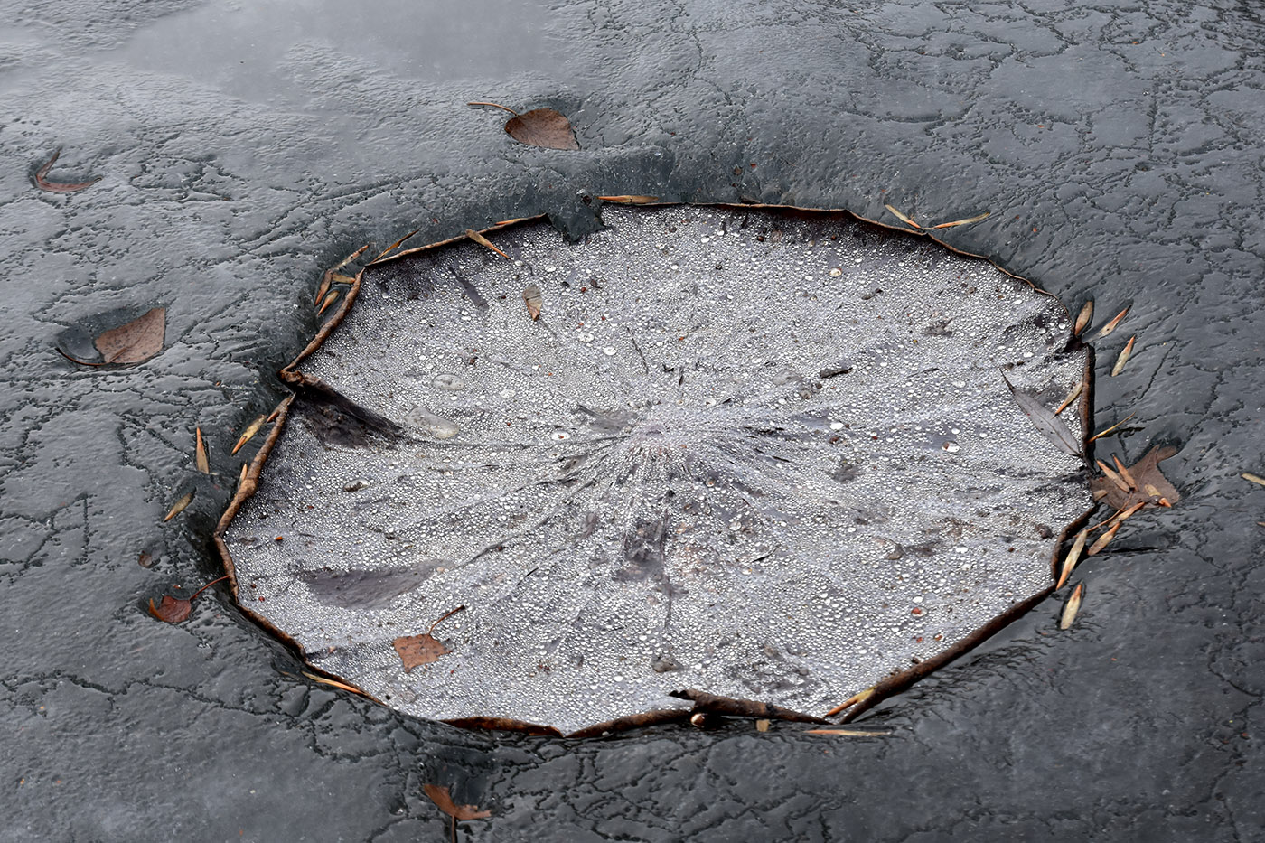 Image of Nelumbo caspica specimen.