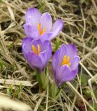 Crocus vernus