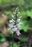 Dactylorhiza fuchsii