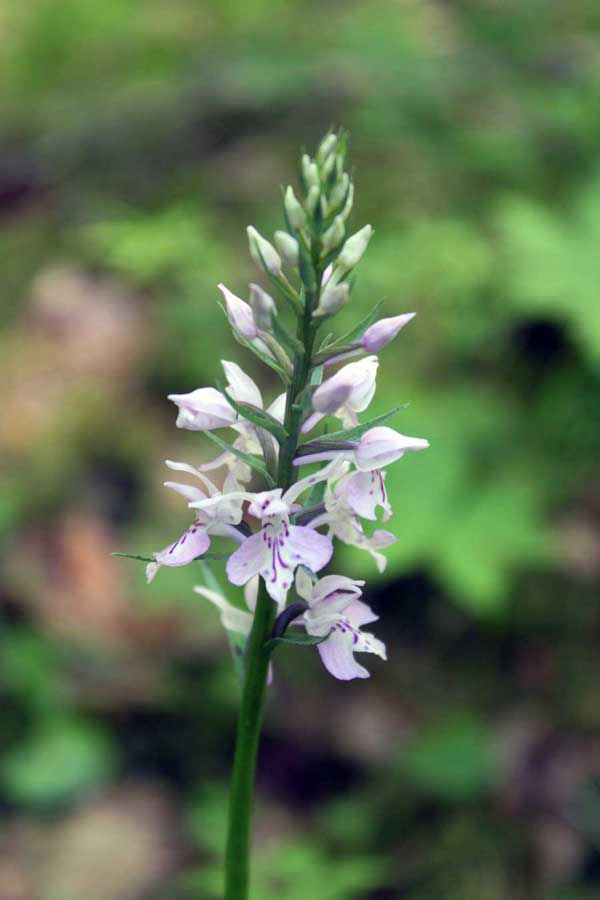 Image of Dactylorhiza fuchsii specimen.