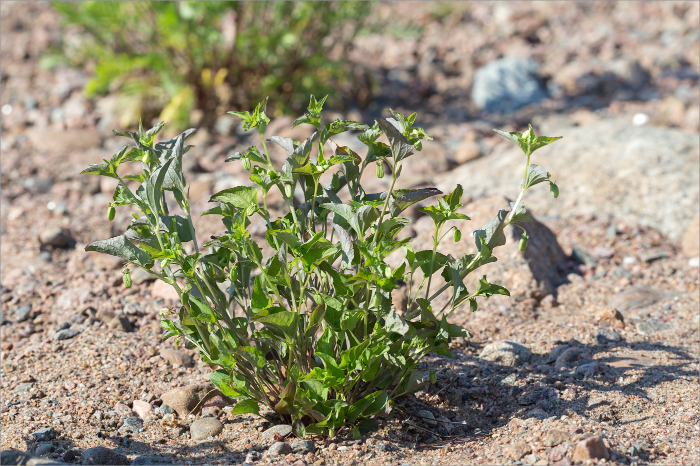 Image of Viola &times; litoralis specimen.