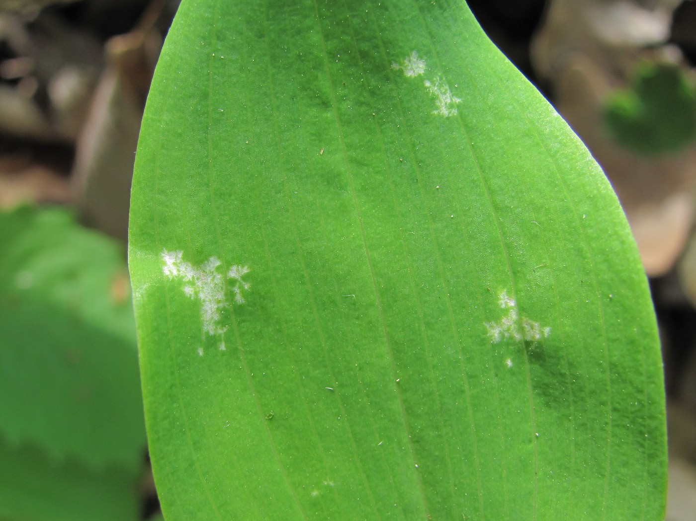 Изображение особи Polygonatum glaberrimum.