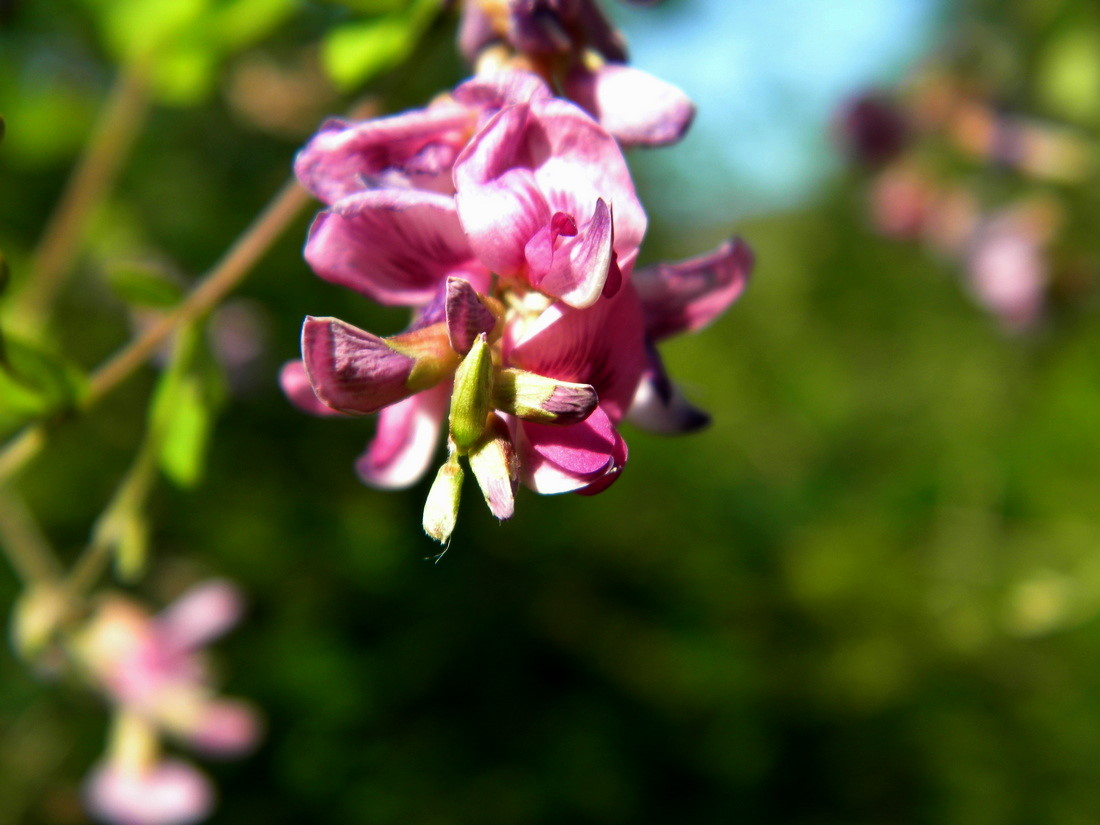 Image of Lespedeza bicolor specimen.