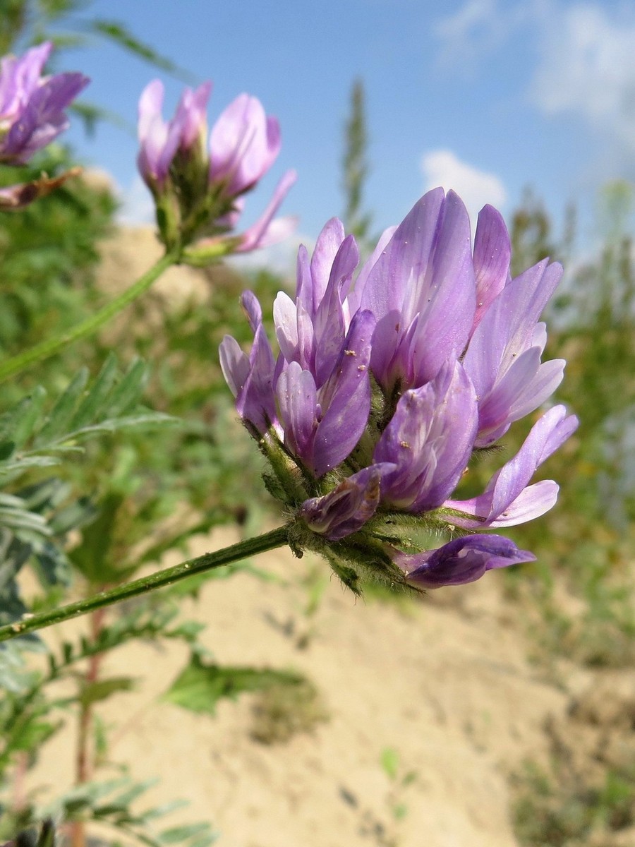 Image of Astragalus agrestis specimen.
