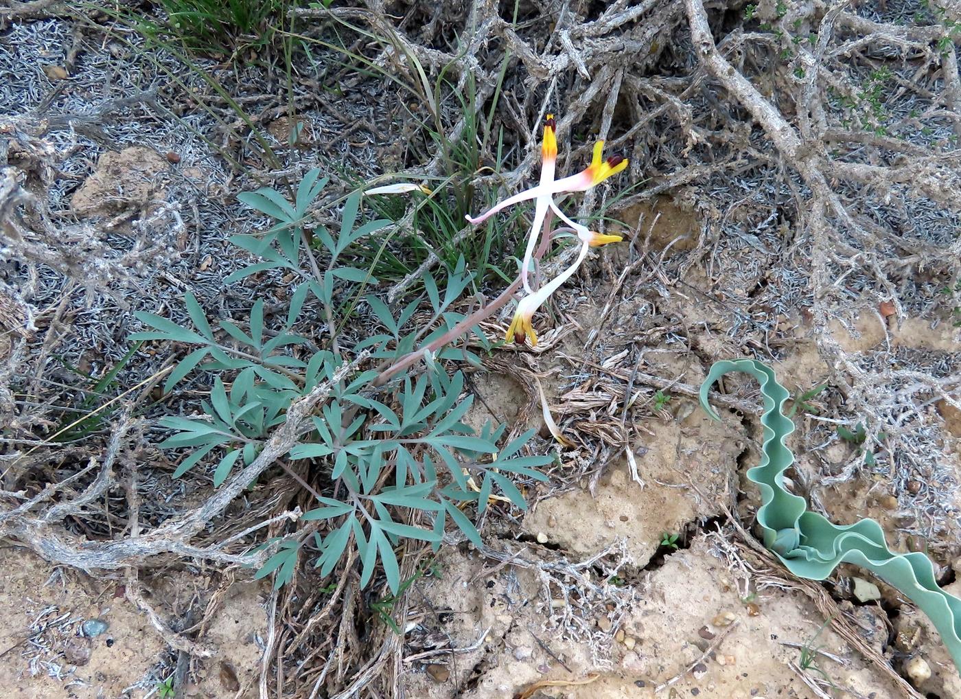 Image of Corydalis ainae specimen.