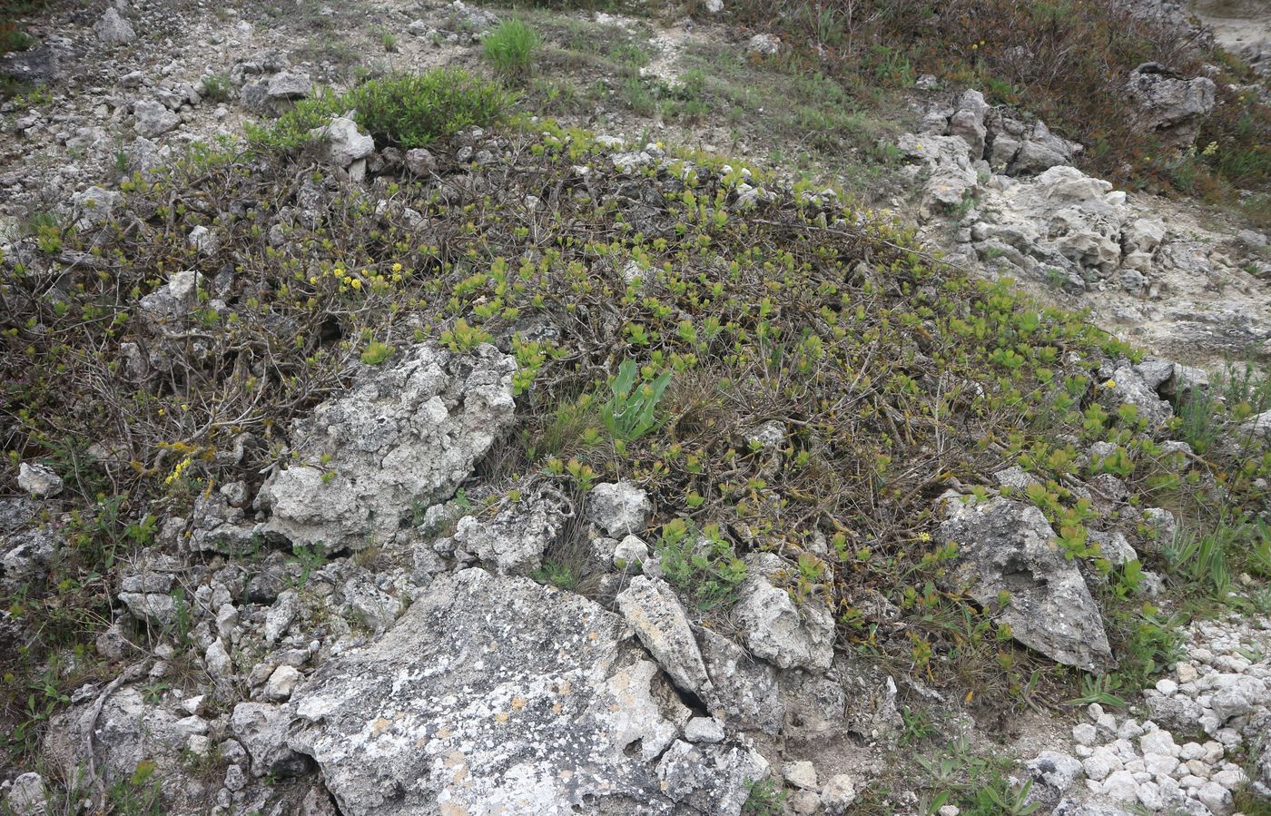 Image of Cotinus coggygria specimen.