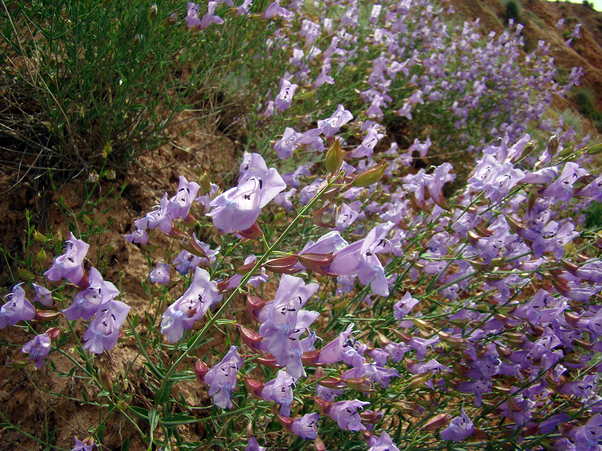 Изображение особи Salvia schmalhausenii.