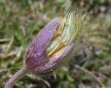 Pulsatilla vernalis. Отцветший цветок. Испания, автономное сообщество Каталония, провинция Жирона, комарка Рипольес, муниципалитет Сеткасес, курорт \"Вальтер 2000\", ≈2200 м н.у.м., каменистый луг. 01.06.2021.