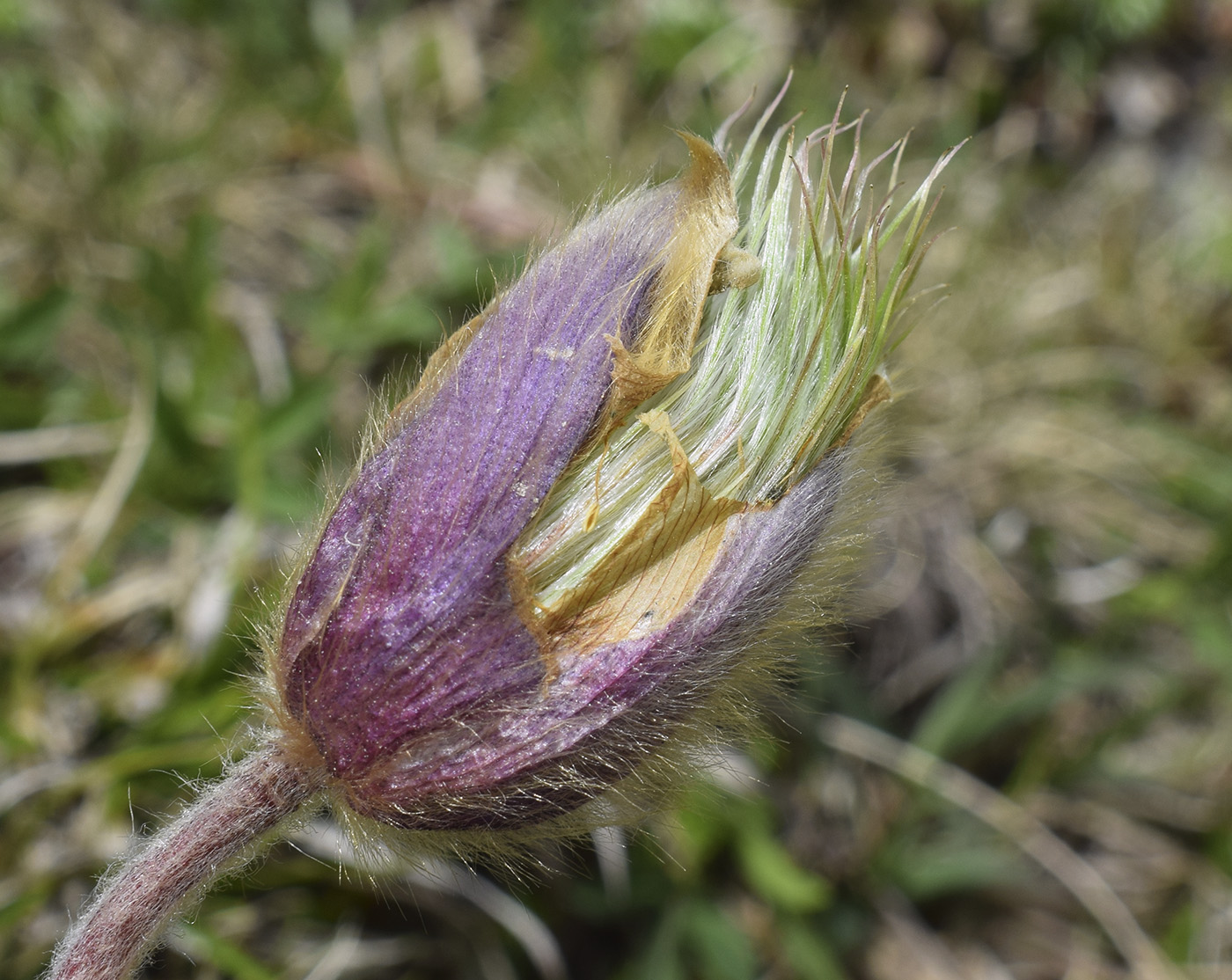 Image of Pulsatilla vernalis specimen.