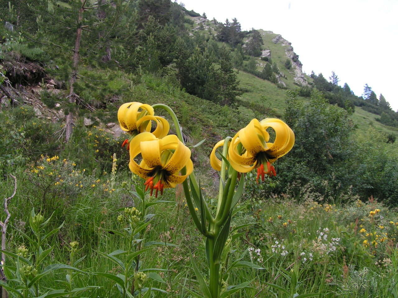 Изображение особи Lilium jankae.