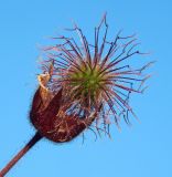 Geum rivale