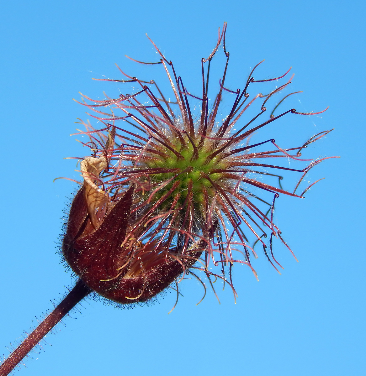 Image of Geum rivale specimen.