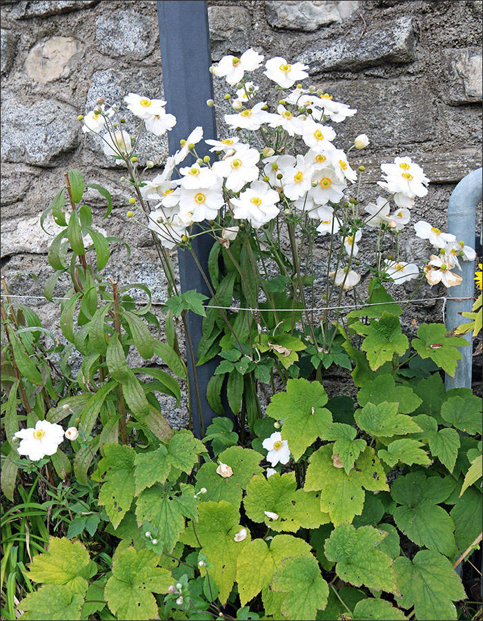 Image of Anemone scabiosa specimen.