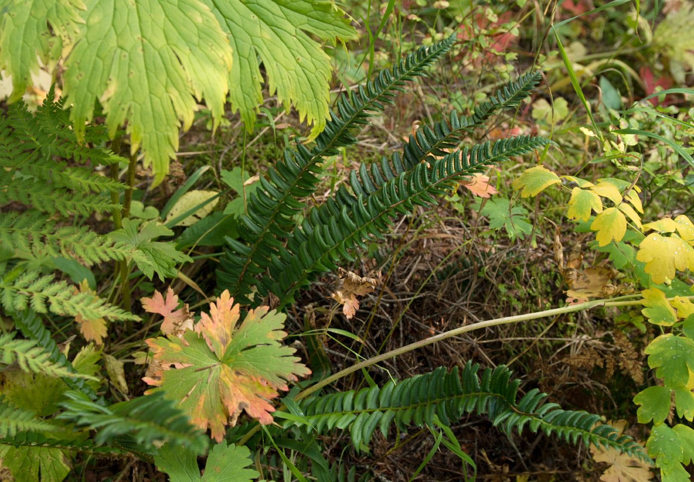 Image of Polystichum lonchitis specimen.