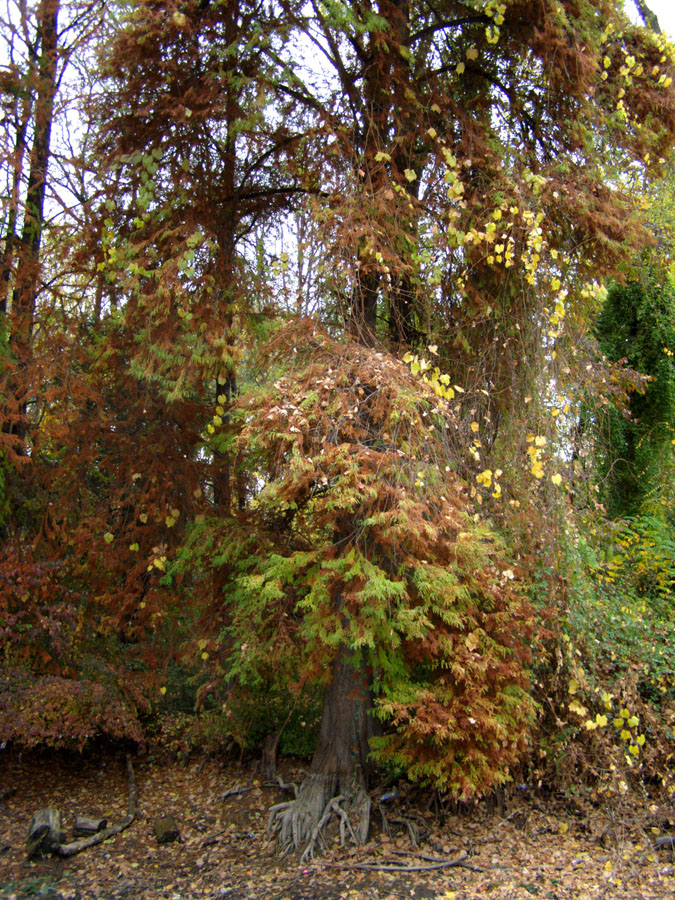 Изображение особи Taxodium distichum.