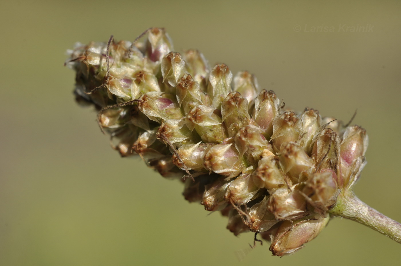 Image of Plantago lanceolata specimen.