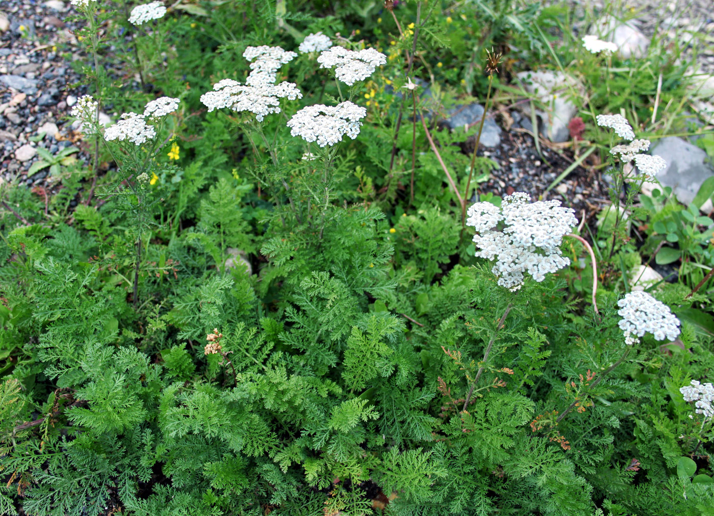 Image of Achillea nobilis specimen.