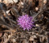 Carlina comosa