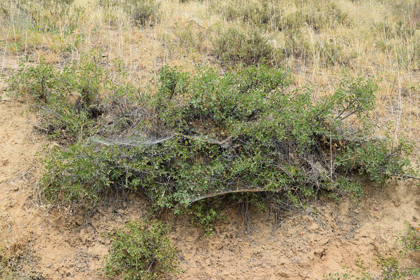 Image of Cerasus tianshanica specimen.