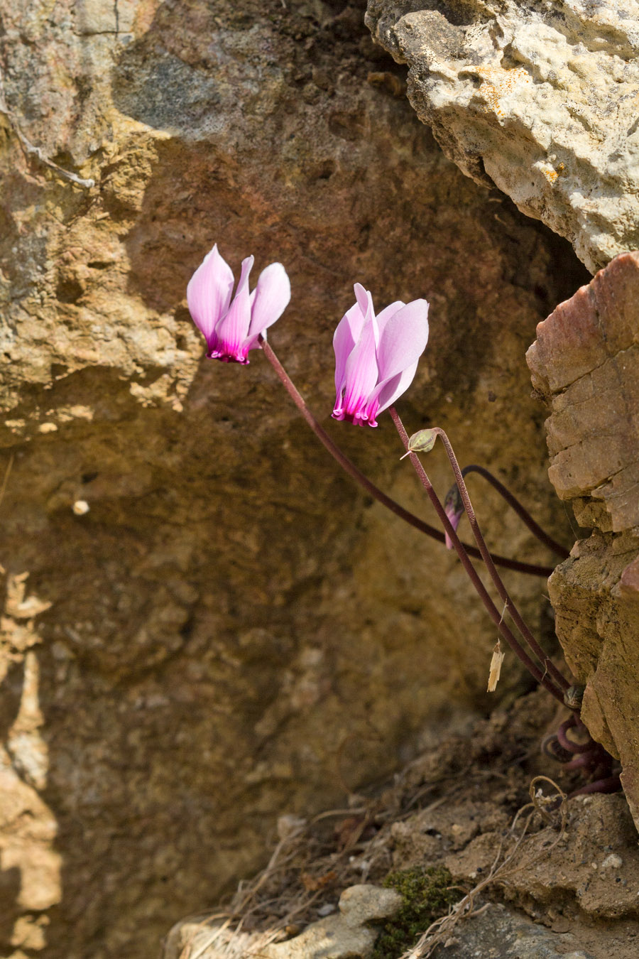 Image of Cyclamen graecum specimen.