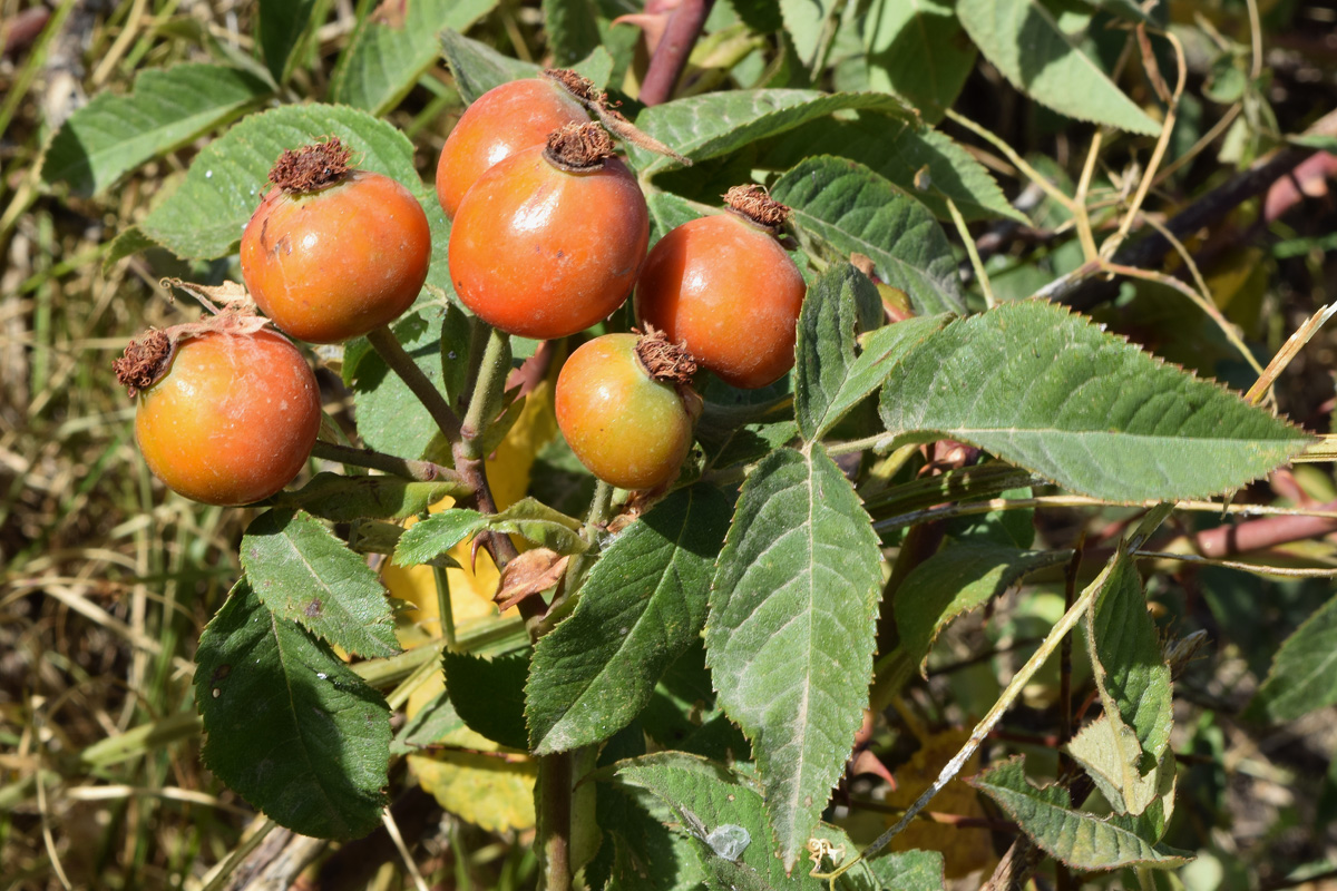 Изображение особи Rosa canina.