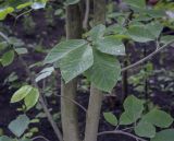 Magnolia denudata