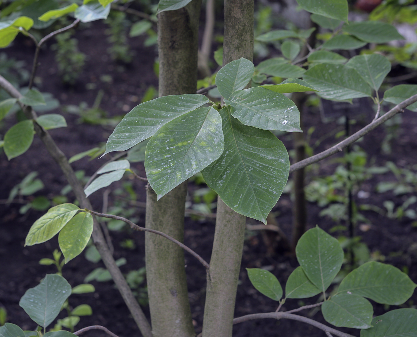 Image of Magnolia denudata specimen.