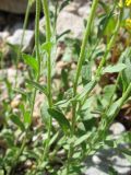 Alyssum trichostachyum