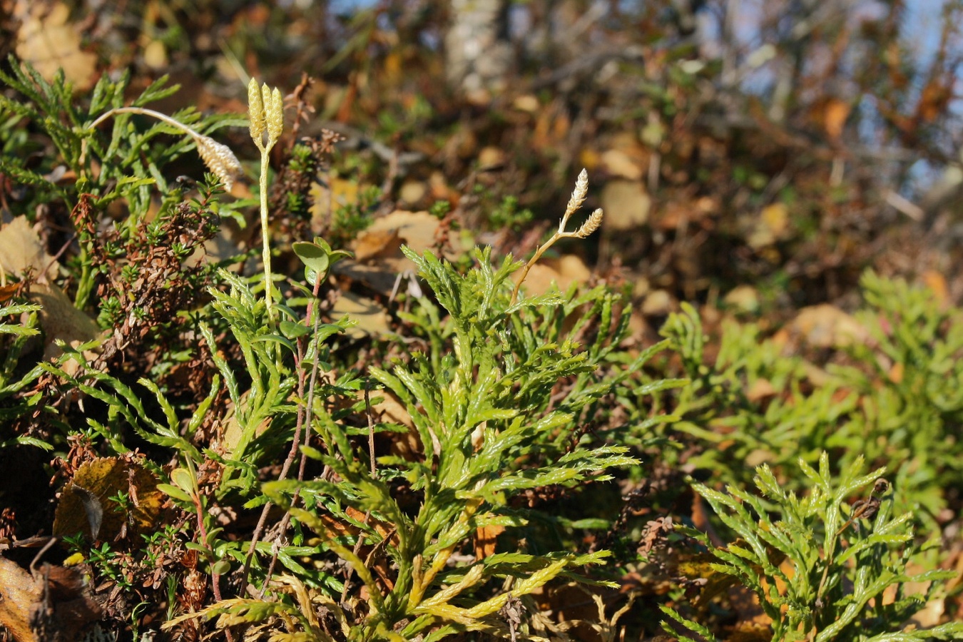 Image of Diphasiastrum complanatum specimen.