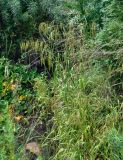 Glyceria lithuanica