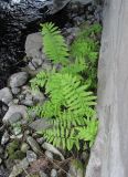 Thelypteris palustris