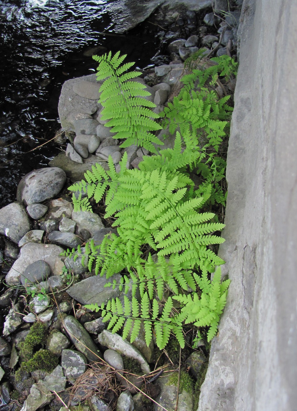 Image of Thelypteris palustris specimen.