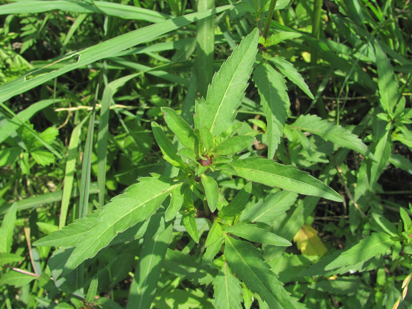 Image of Bidens tripartita specimen.