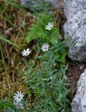 Stellaria dahurica. Верхушки цветущих растений. Хабаровский край, р-н им. Полины Осипенко, хр. Дуссе-Алинь, окр. оз. Тюленье, ≈ 1200 м н.у.м., каменистый склон. 20.07.2021.