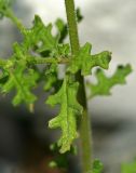Dysphania botrys